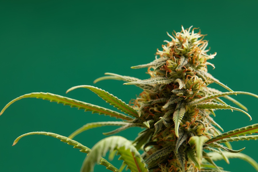 Close-up of a marijuana buds flower isolated on a light green background. Cannabis can help manage chronic pain, nausea, and vomiting resulting from chemotherapy treatment. Medical and business concept.